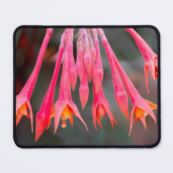 Item preview, Eden Project flowers designed and sold by Dave Hare Photography.