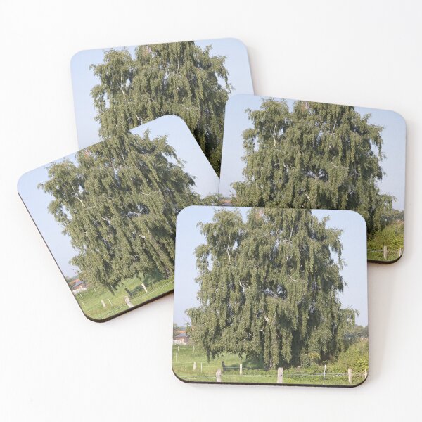 Item preview, Silver Birch designed and sold by Calidris Fotografie Steffi & Ben Köppler.