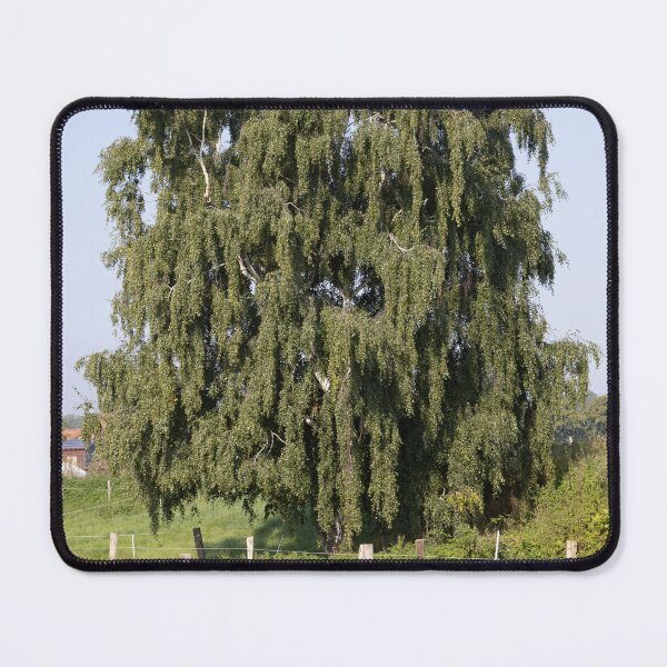 Item preview, Silver Birch designed and sold by Calidris Fotografie Steffi & Ben Köppler.