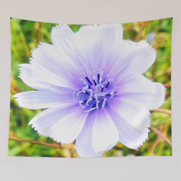 Item preview, Cichorium Endivia Blossom designed and sold by Marco Sales.