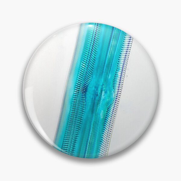 Item preview, diatom silicate shell cell, Pinnularia; plant anatomy, microscopy designed and sold by everydaybotany.
