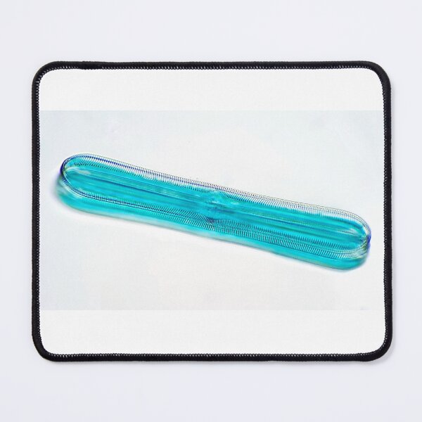 Item preview, diatom silicate shell cell, Pinnularia; plant anatomy, microscopy designed and sold by everydaybotany.