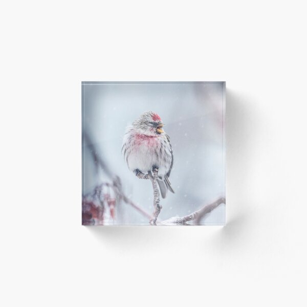 Common Redpoll 6 Acrylic Block