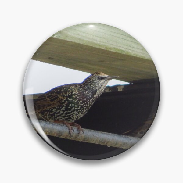 Item preview, Fierce Looking Starlings designed and sold by wiggyofipswich.