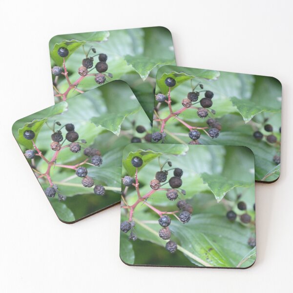 Item preview, Common Dogwood designed and sold by Calidris Fotografie Steffi & Ben Köppler.