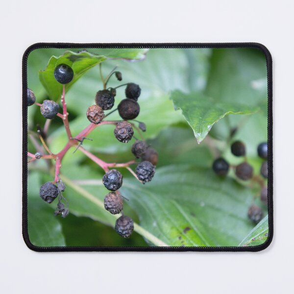 Item preview, Common Dogwood designed and sold by Calidris Fotografie Steffi & Ben Köppler.