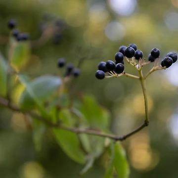 Artwork thumbnail, Wayfaring Tree by Calidris Fotografie Steffi & Ben Köppler