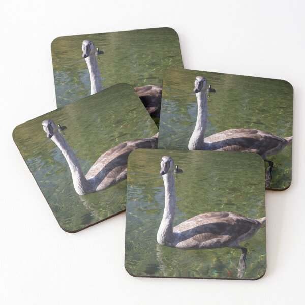 Item preview, Young Mute Swan designed and sold by Calidris Fotografie Steffi & Ben Köppler.