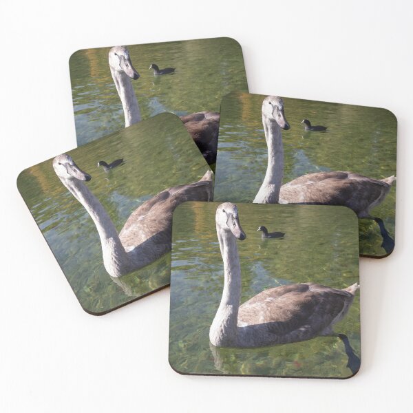 Item preview, Young Mute Swan designed and sold by Calidris Fotografie Steffi & Ben Köppler.