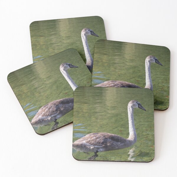 Item preview, Young Mute Swan designed and sold by Calidris Fotografie Steffi & Ben Köppler.