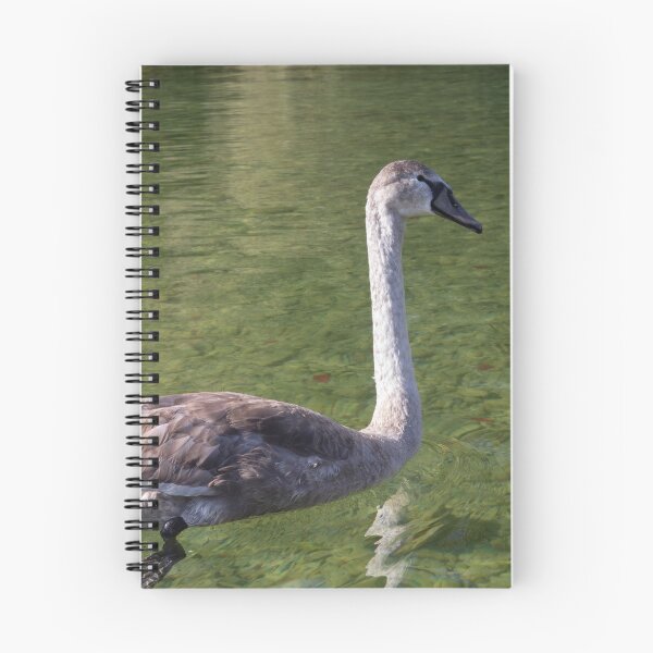 Item preview, Young Mute Swan designed and sold by Calidris Fotografie Steffi & Ben Köppler.