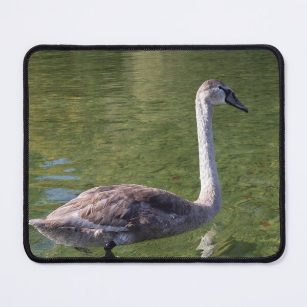 Item preview, Young Mute Swan designed and sold by Calidris Fotografie Steffi & Ben Köppler.