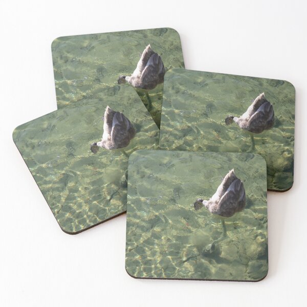 Item preview, Young Mute Swan Diving designed and sold by Calidris Fotografie Steffi & Ben Köppler.