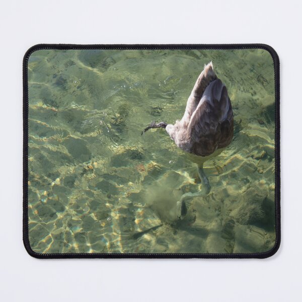 Item preview, Young Mute Swan Diving designed and sold by Calidris Fotografie Steffi & Ben Köppler.