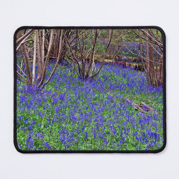 Item preview, Bluebell Woods Bluebells Basildon Park Reading Berkshire designed and sold by AndyEvansPhotos.