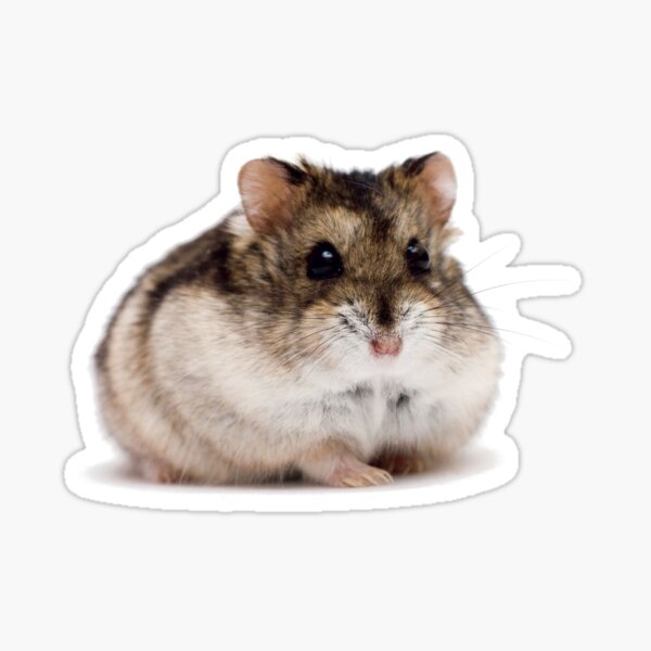 Item preview, Cute Hamster Shirt - Gift For Hamster Fans And Hamster Lovers designed and sold by Galvanized.