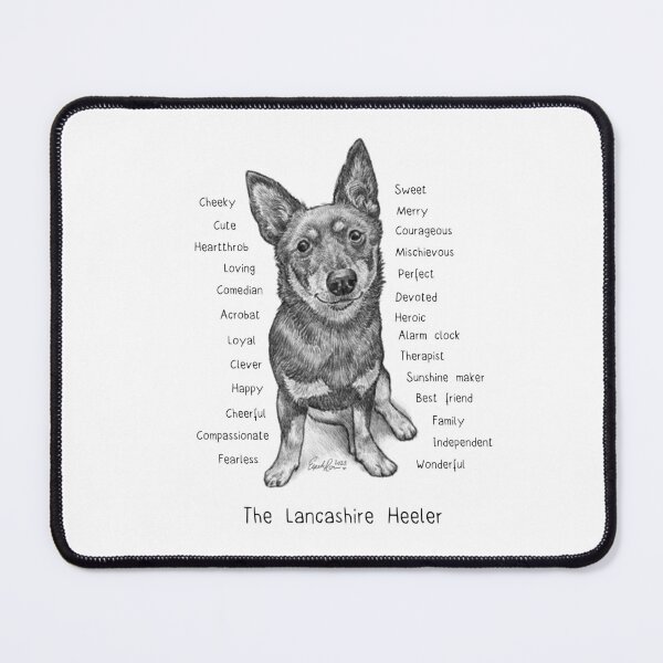 Item preview, The Lancashire Heeler designed and sold by Elspeth Rose Design.