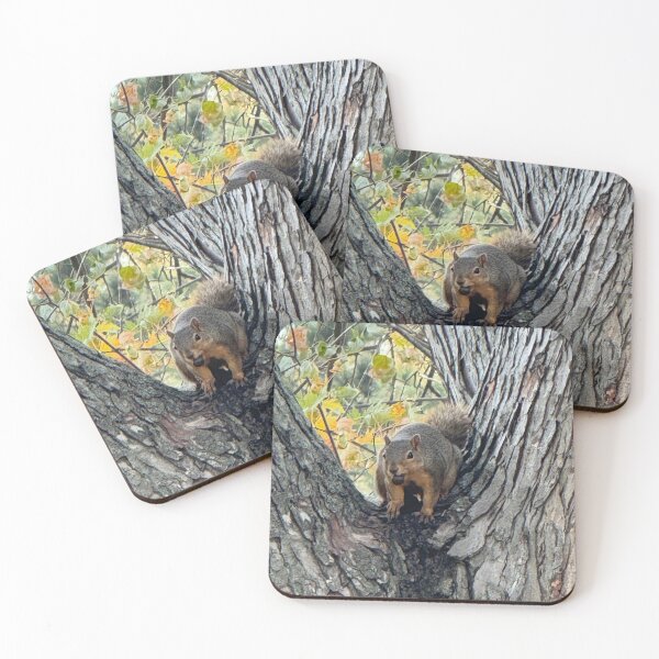 Item preview, Duck Creek Squirrel 1 designed and sold by QCPhotography.