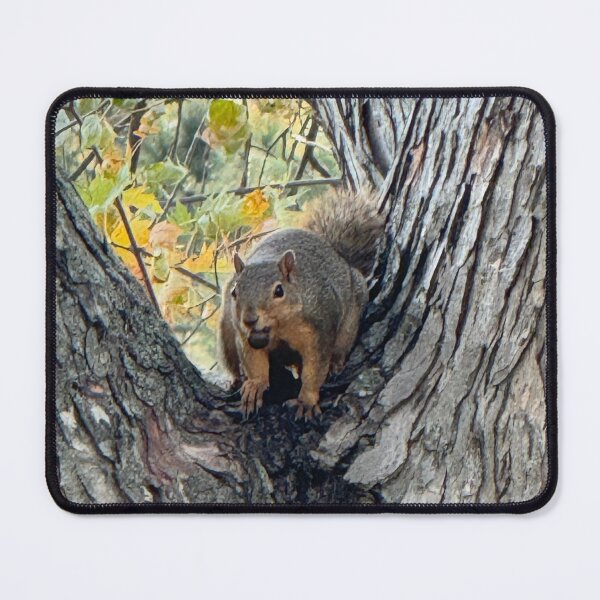 Item preview, Duck Creek Squirrel 1 designed and sold by QCPhotography.