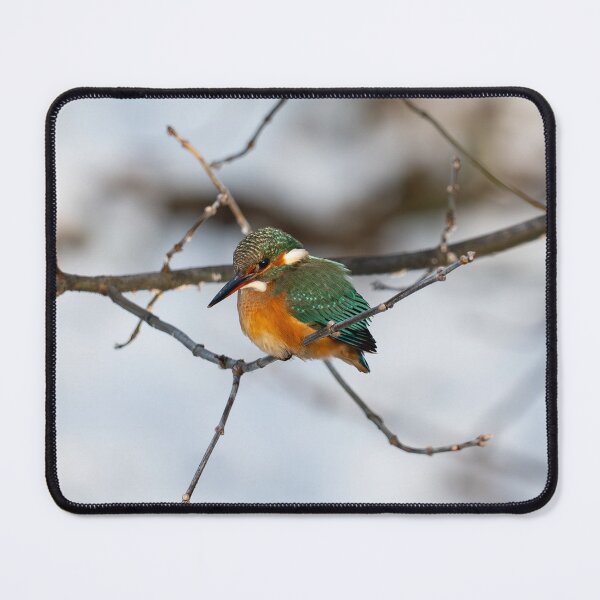 Item preview, Common kingfisher - Alcedo atthis designed and sold by ART-SUNRISE.