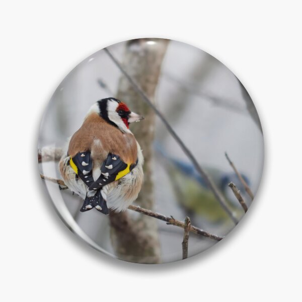 Item preview, Those blue tits make me blush. European goldfinch designed and sold by Jouko Lehto Photography.