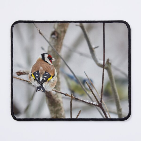 Item preview, Those blue tits make me blush. European goldfinch designed and sold by Jouko Lehto Photography.