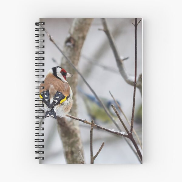 Item preview, Those blue tits make me blush. European goldfinch designed and sold by Jouko Lehto Photography.