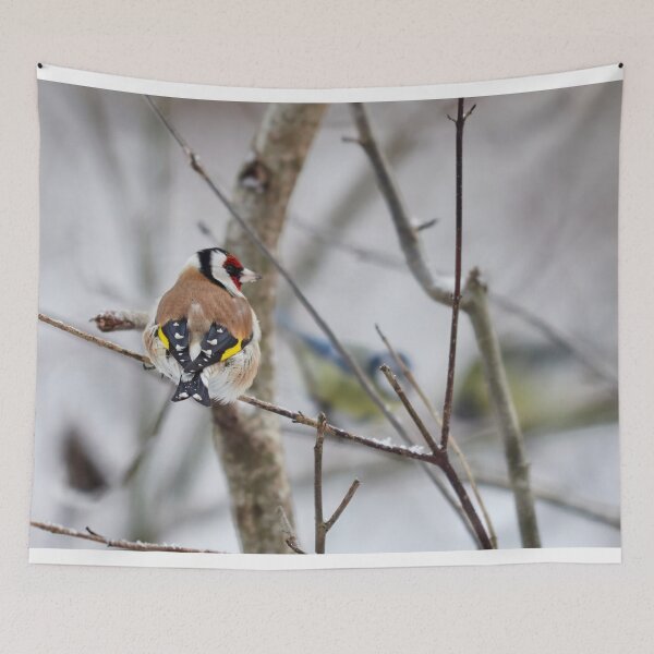 Item preview, Those blue tits make me blush. European goldfinch designed and sold by Jouko Lehto Photography.