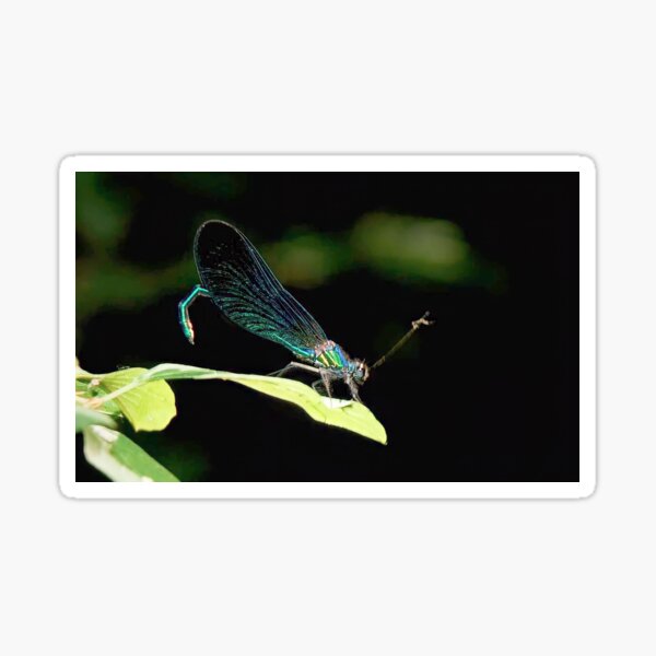 Blue Dragonfly Stickers – Fairy Dust Decals