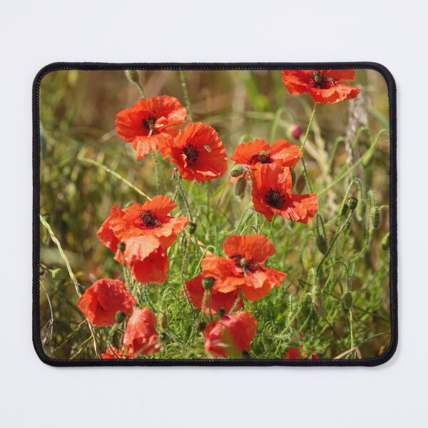 Item preview,  Digital Photograph of  sunlit Poppys in the wind designed and sold by SimonJohnson1.