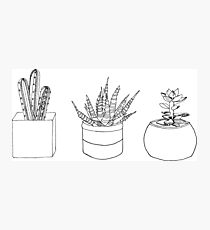 Three Succulents Photographic Print