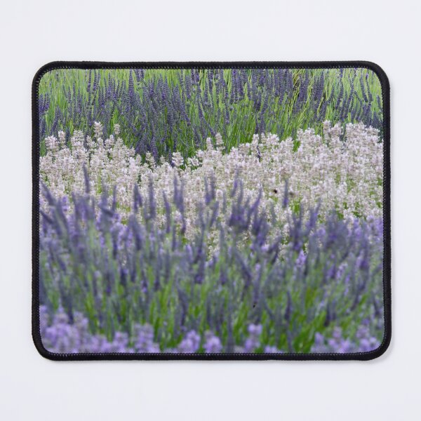 Item preview,  Digital Photograph of Lavender field designed and sold by SimonJohnson1.