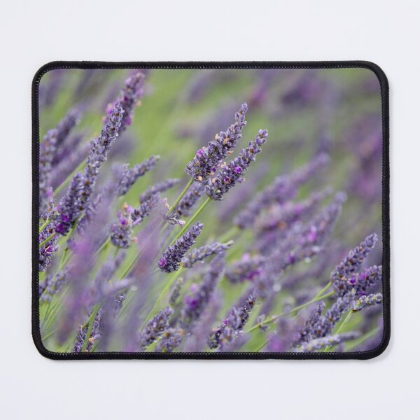 Item preview,  Digital Photograph of Lavender close up designed and sold by SimonJohnson1.