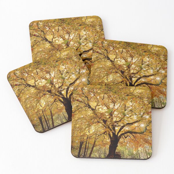 Item preview,  Digital Photograph of  sunlit Beech tree in autumn designed and sold by SimonJohnson1.