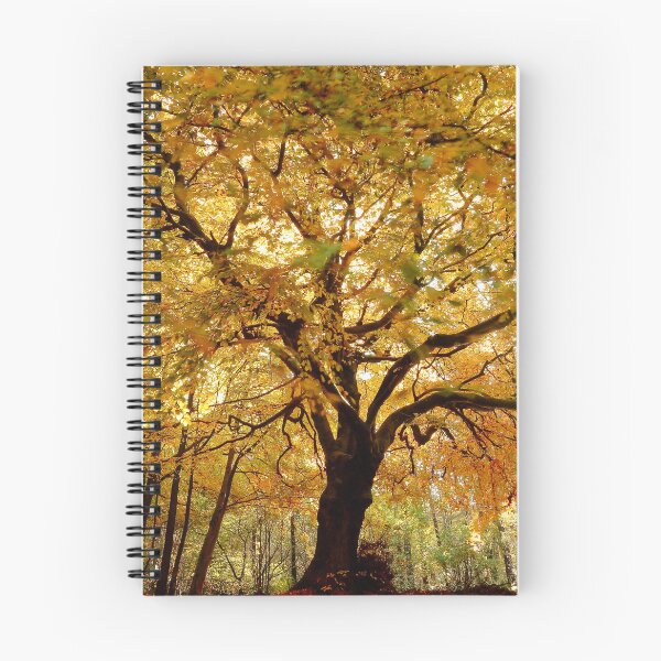Item preview,  Digital Photograph of  sunlit Beech tree in autumn designed and sold by SimonJohnson1.
