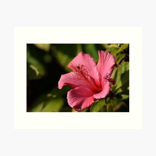 Item preview, Powerful pink hibiscus photography designed and sold by thesuspire.