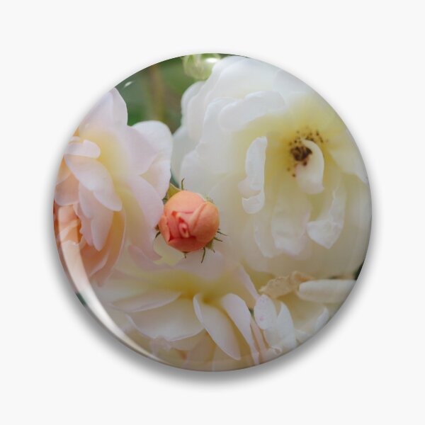 Item preview, Digital Photograph of sunlit rose blooms designed and sold by SimonJohnson1.