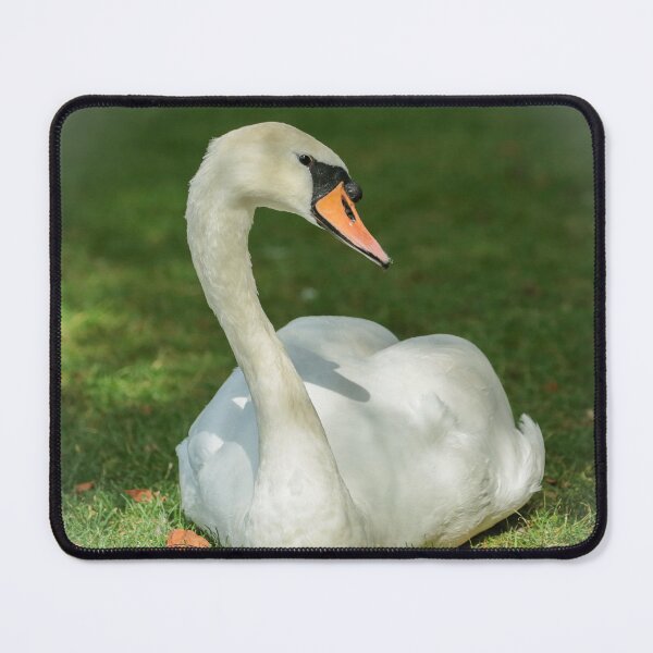 Item preview, Digital Photograph of sunlit swan on grass designed and sold by SimonJohnson1.
