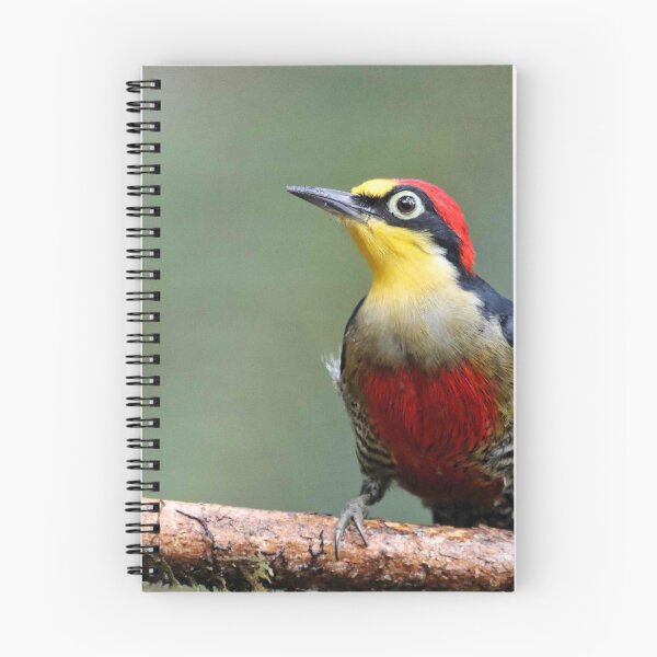 Item preview, Yellow-fronted woodpecker designed and sold by Marion Joncheres.