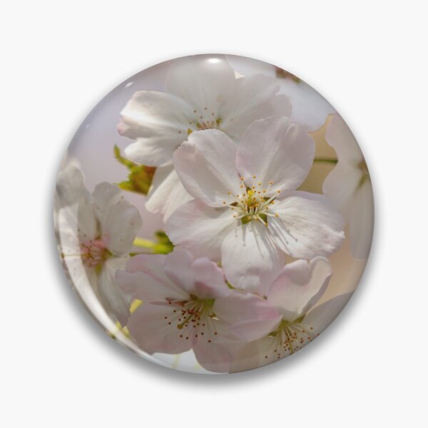 Item preview, Digital Photograph of sunlit white Cherry Blossom designed and sold by SimonJohnson1.