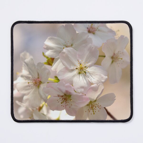Item preview, Digital Photograph of sunlit white Cherry Blossom designed and sold by SimonJohnson1.