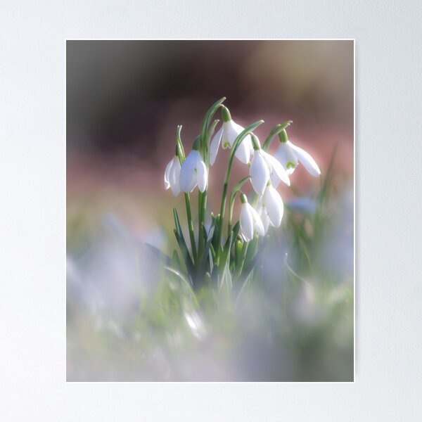 Item preview, Digital Photograph of sunlit snowsdrops with a soft focus designed and sold by SimonJohnson1.
