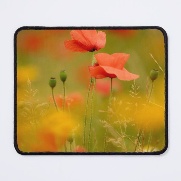 Item preview, Digital Photograph of sunlit poppys  designed and sold by SimonJohnson1.