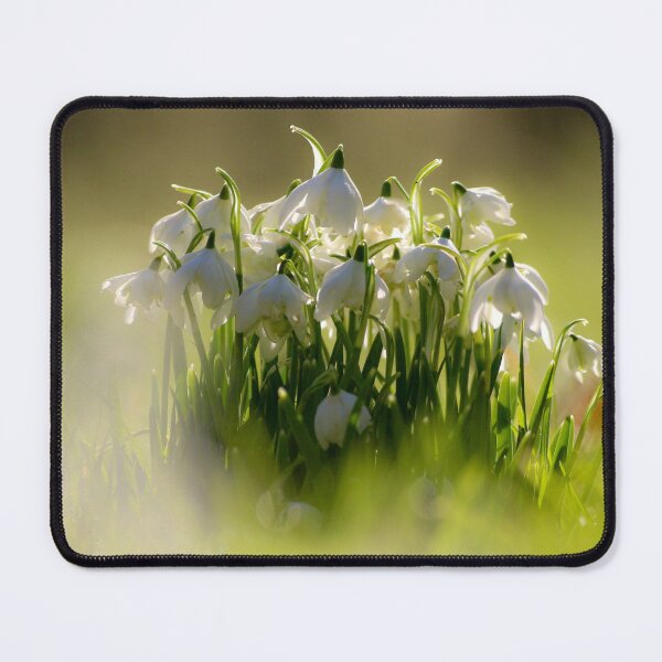Item preview, Digital Photograph of sunlit snowdrop flowers designed and sold by SimonJohnson1.