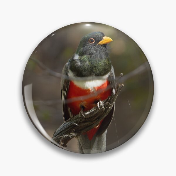 Item preview, Elegant Trogon designed and sold by CESW Photography.