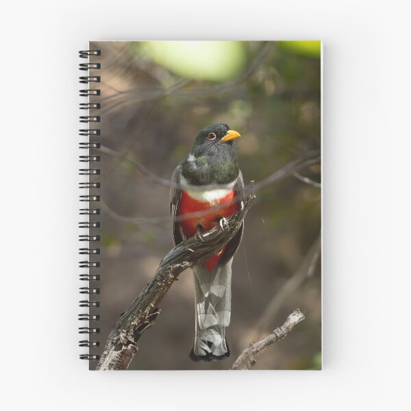 Item preview, Elegant Trogon designed and sold by CESW Photography.