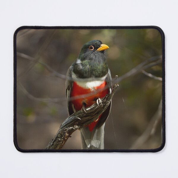 Item preview, Elegant Trogon designed and sold by CESW Photography.