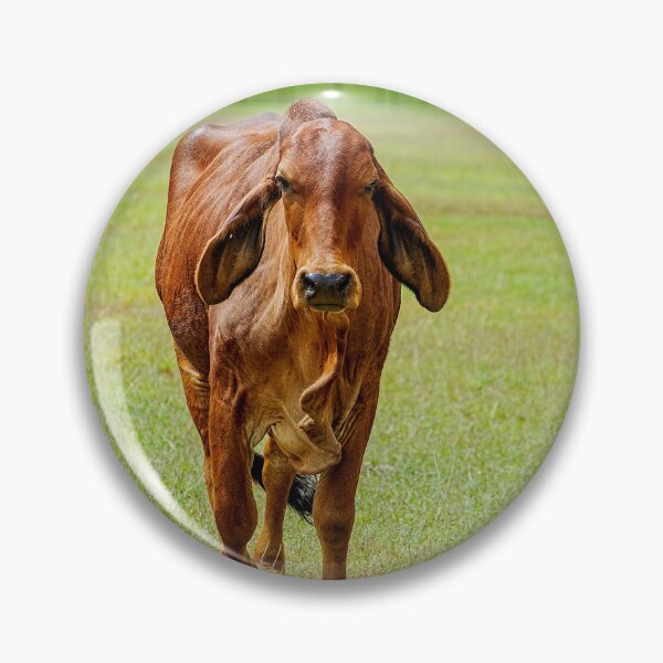 Item preview, Brahma cow with soft floppy ears in a green field designed and sold by noblephoto.