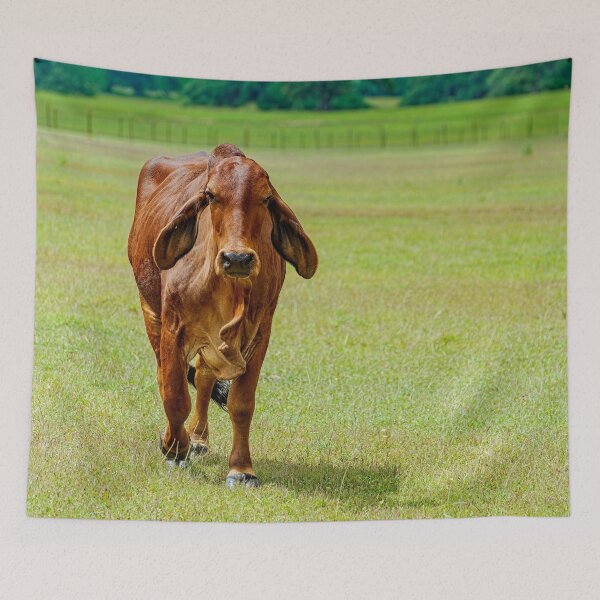 Item preview, Brahma cow with soft floppy ears in a green field designed and sold by noblephoto.