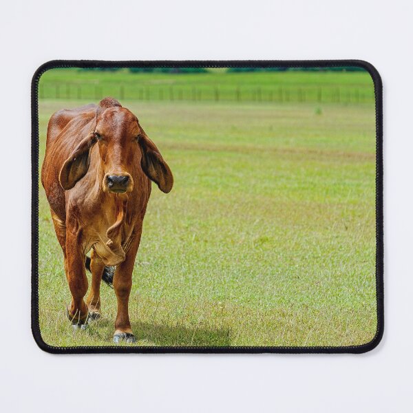 Item preview, Brahma cow with soft floppy ears in a green field designed and sold by noblephoto.